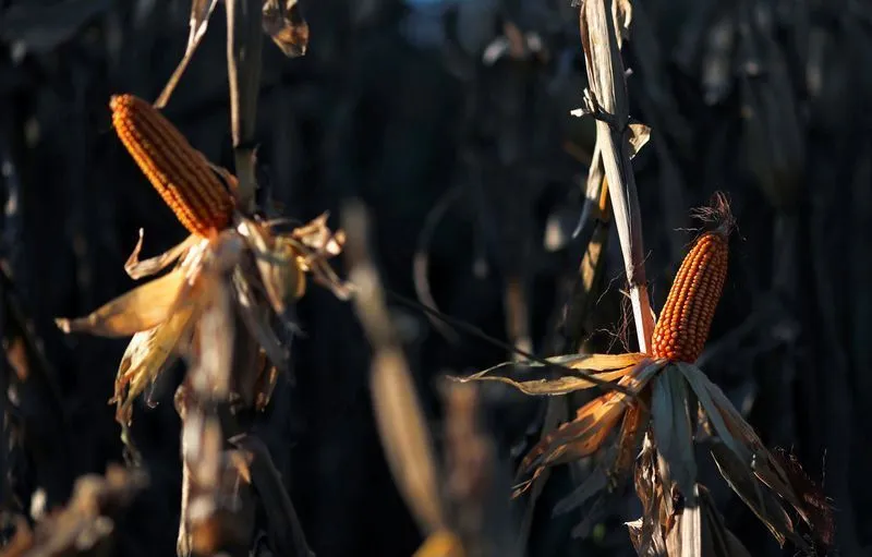Exportações de milho da Argentina devem bater recorde
